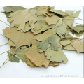 Ginkgo Folium Kualitas Tinggi